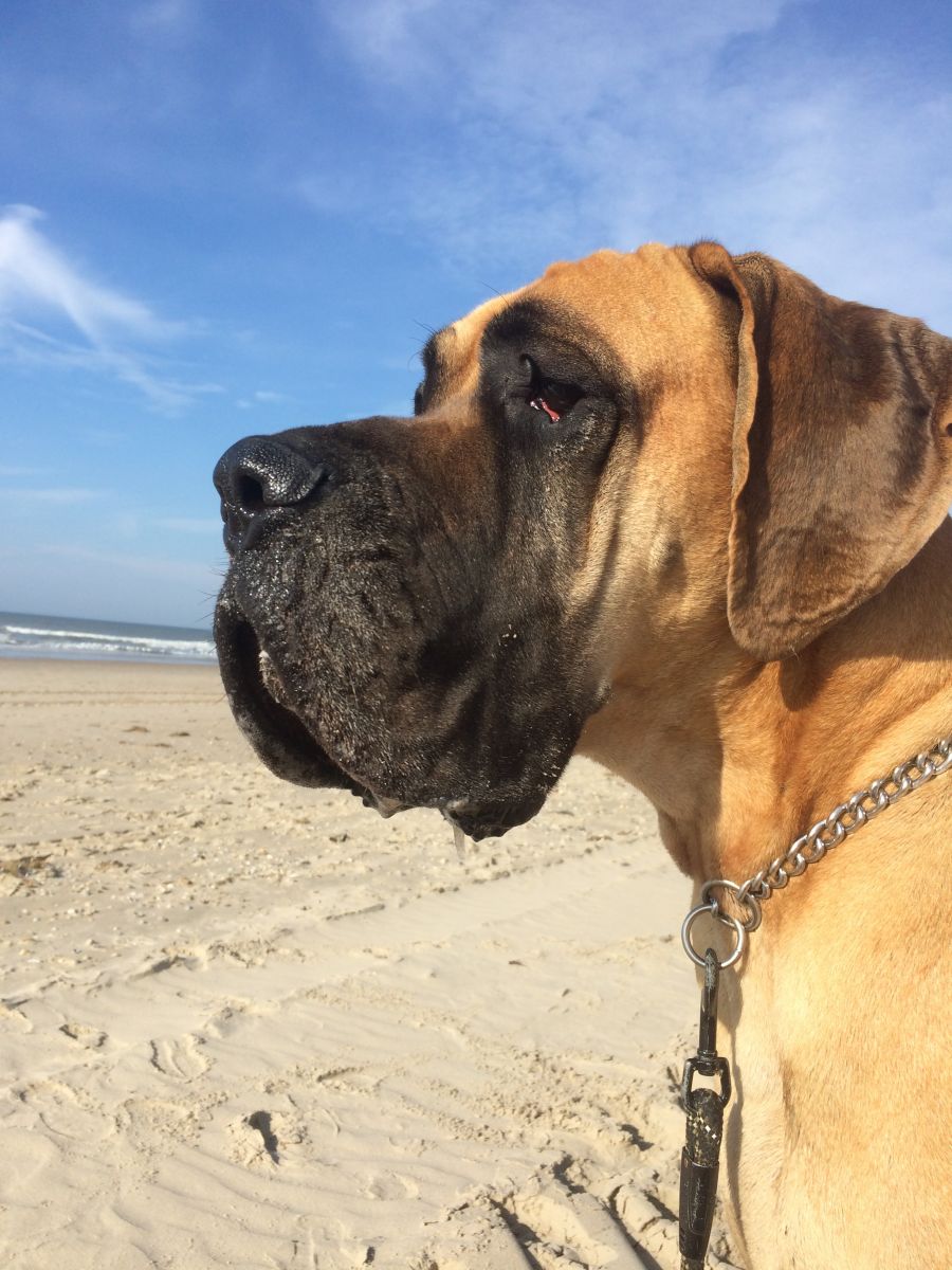 Bob aan het genieten op het strand :)
